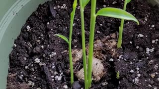 Ginger plant growing indoors in Spring in Canada, INDOOR GARDENING