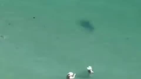Hammerhead Sharks Moving Around Swimmers at Miami Beach, Florida
