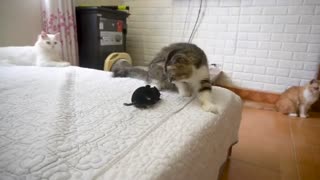 Cat vs Mouse cat spooket The befriend a robot Mousr