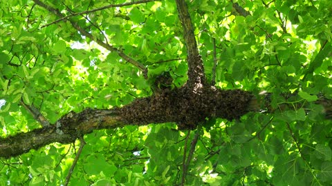 Bees make honey on tree branches
