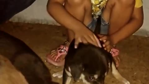 Street Dog Puppies Eating Food