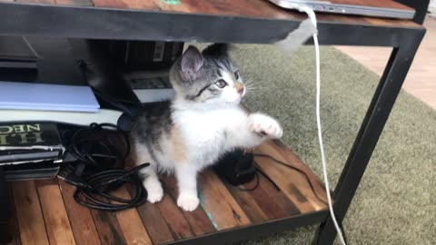 cat having fun with yarn