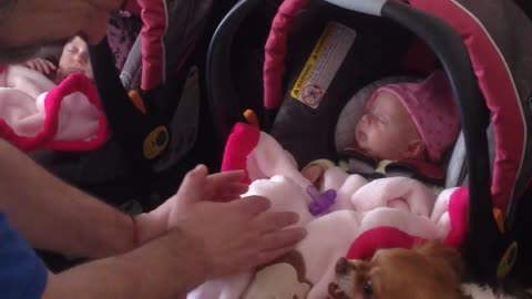 Chihuahua protects newborn twin girls