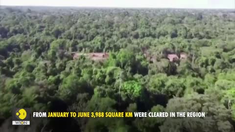 Deforestation in Brazil's Amazon hits record | WION Originals | World News