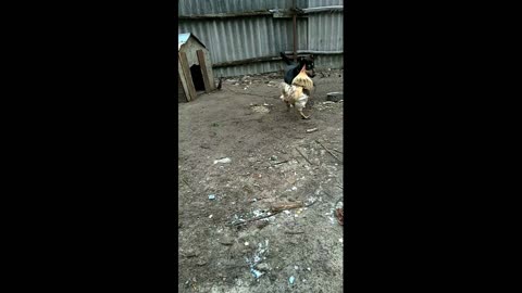 dog vs rooster