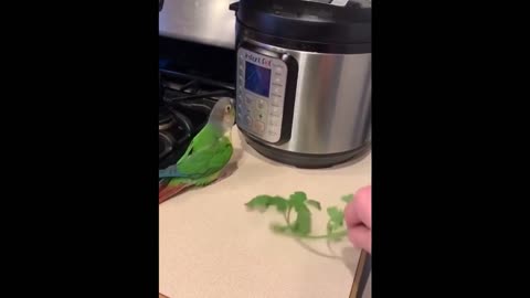 Cute parrots