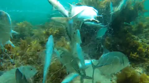 Amazing Kind of Fish Caught!