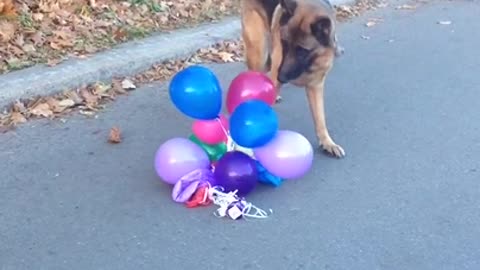 Dog Loves Popping Balloons