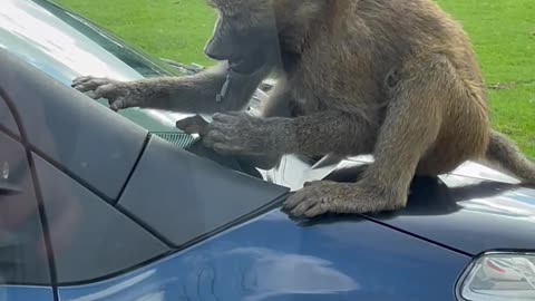 Baboon Breaks Off Piece of Car at Safari Park