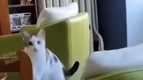 Funny Cat