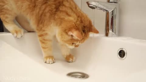 The kitten plays with water and washes its head 😄