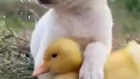 Baby Cute Puppy 🐥😘🤗😍