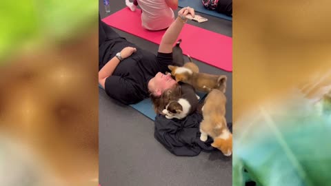 Beautiful Dogs and Gym