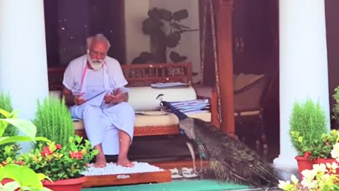 Precious moments PM Modi feeding peacocks at his residence