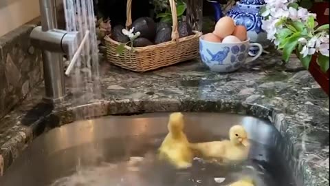 Cute Duckling 🔴 Funniest Baby Ducks Videos