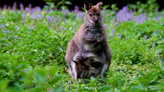 A kangaroo that is taking care of its young in its pouch