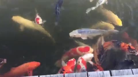 Colorful aquarium fishes in the Lake