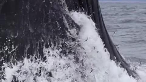 Look at all these anchovies flying out of the Humpback whale's mouth!
