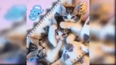 Baby cats..cute.and..funny..cat. videos .. compilation #17)awwanimals....