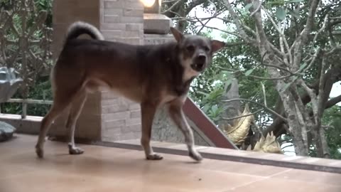 How Dogs React When Seeing Stranger 11 - Running, Barking_ _ Viral Dog