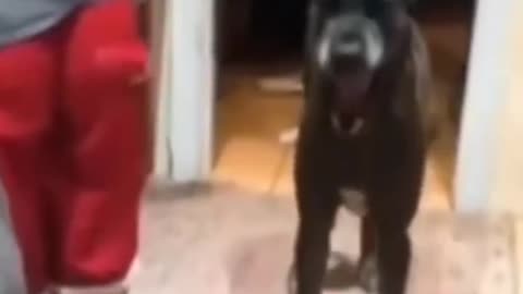 DOGS AND CAT PLAYING IN KITCHEN