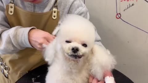 Poodle Puppy Grooming _ Dog Grooming _ Puppy Grooming