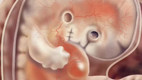 Embryo and Fetal Development In Mother's Womb Month by Month 👶 💖 Fetal Growth 👶 v.n 524