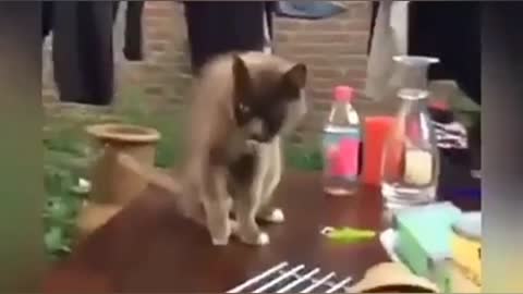 OMG So Cute Cats ❤ Best funny cat videos 2023