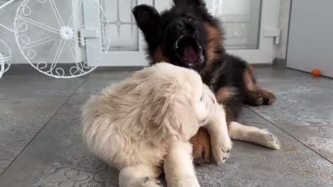 Funny German Shepherd Puppy and Cute Golden Retriever Puppy Playing