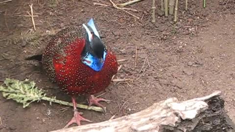 frontal courtship of a tragopan satyra🦜🐦😍🦜🐦🐦🐦🐦