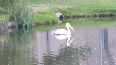 Possibly a pelican. He is big.