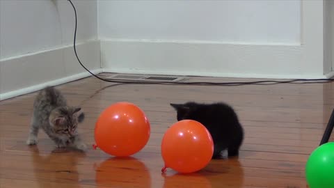 These kittens absolutely love playing with balloons