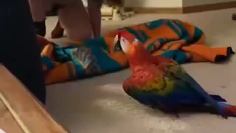 Parrot screams During peekaboo |