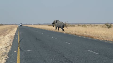an elephant crosses the street