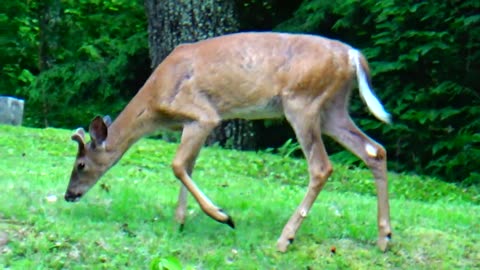 Spike Horn Buck