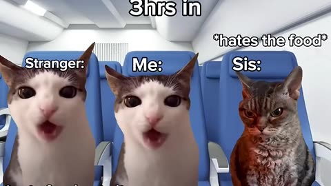 Cat Memes 2024 in plane