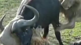 Fearless Male lion attack buffalo Heard #shorts #lionvsbuffalo
