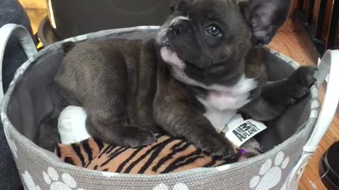 French Bulldog puppy extremely pleased with new toy bucket