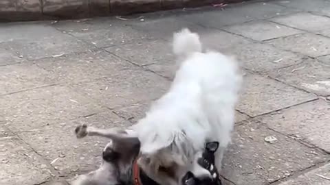 Are they fighting or play#foryou #pet #dog #animal #fight #play #huskie