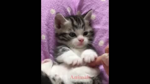 So many cute kittens videos compilation