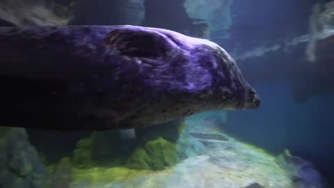 Closeup portrait of sea lion in the oceanarium