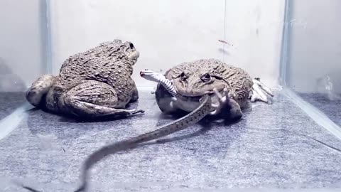 Asian Bullfrog Eats Angry Snake! Mr Frog Live Feeding