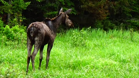 Roadside Moose