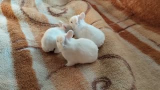 rabbit 🐰 baby
