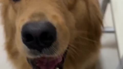 Loyal and intelligent pet dog obeying the owner