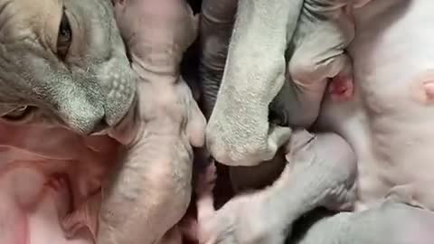 A hairless mother cat and her pups, with an alien vision