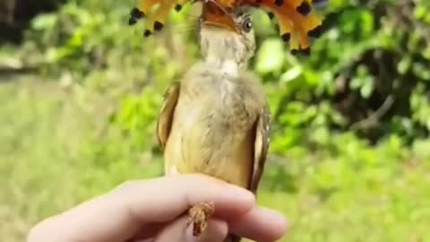 Wang Ba flycatchers