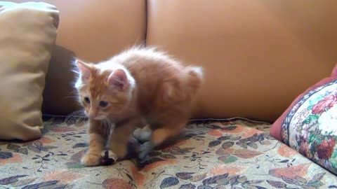 Little Kitten Playing His Toy Mouse