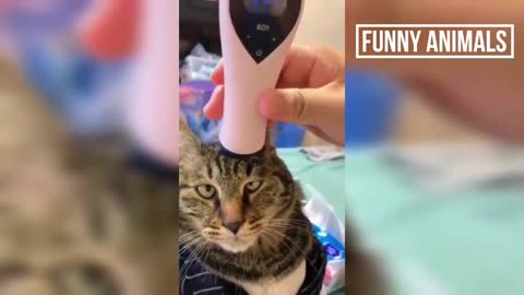 Cat Getting Massage 😂