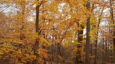 Fall hike